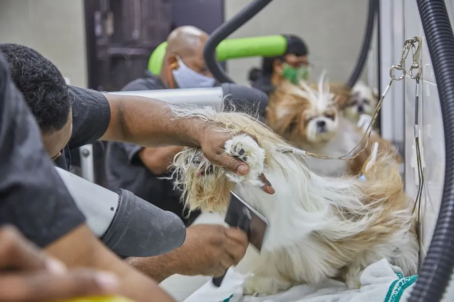 Cão sendo secado no Salão da Pet Master