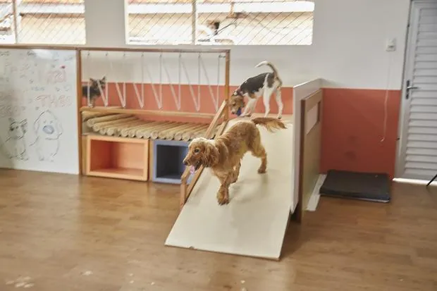 Cães brincando na rampa da Creche