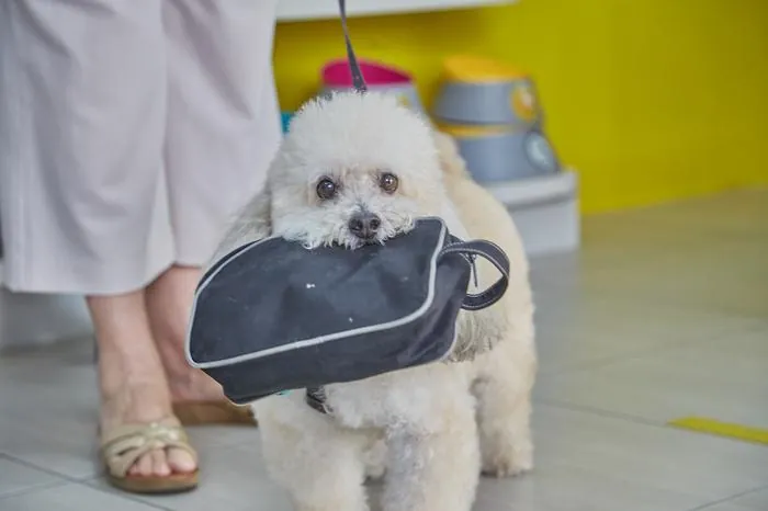 Cão levando a própria necessaire na boca